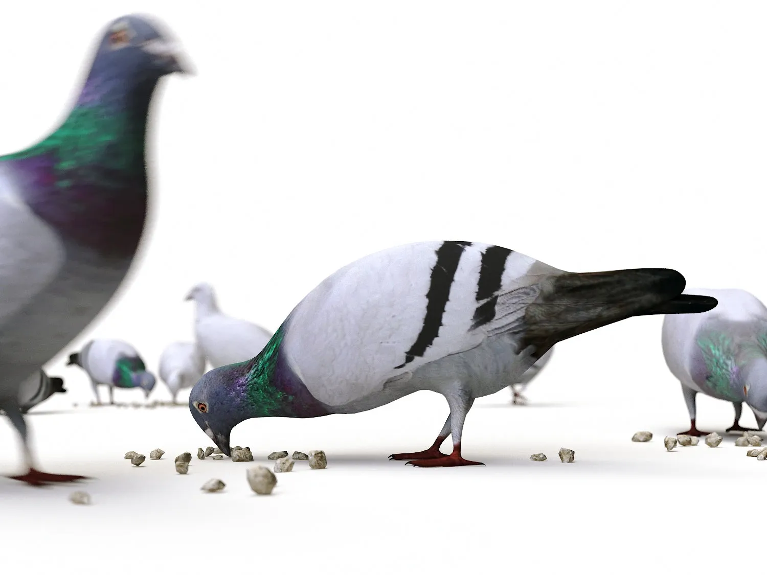 Ground Pigeons Set (Animated)