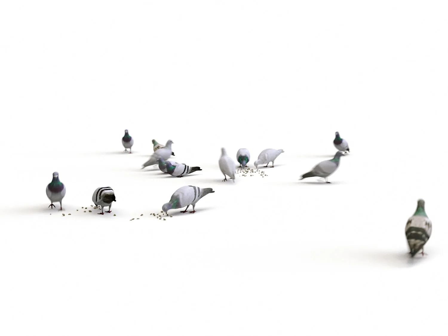 Ground Pigeons Set (Animated)