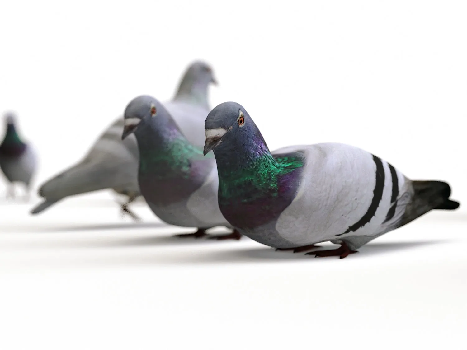 Ground Pigeons Set (Animated)