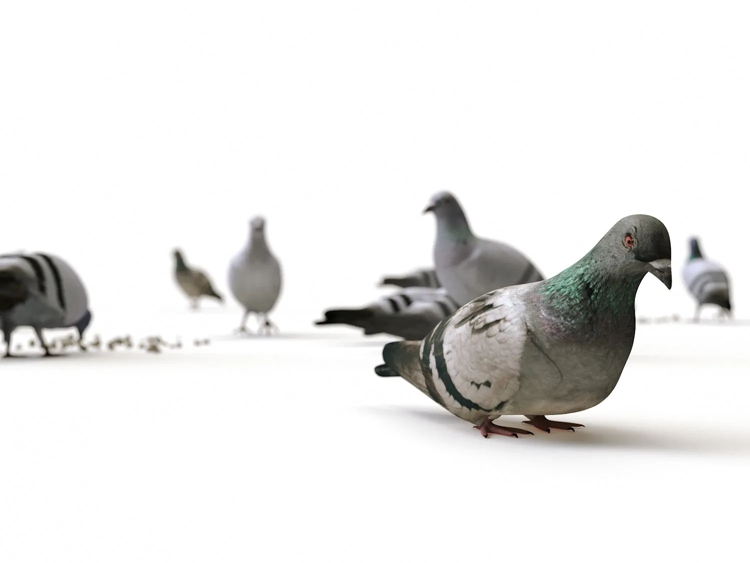 Ground Pigeons Set (Animated)